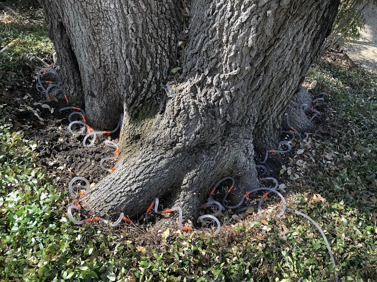 Detailed Tree Cabling and Bracing job site in Somerville