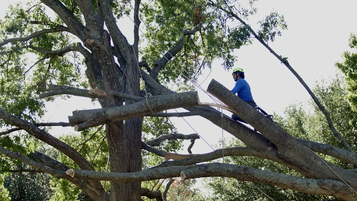 Professional Crown Thinning performed by certified arborists in Somerville